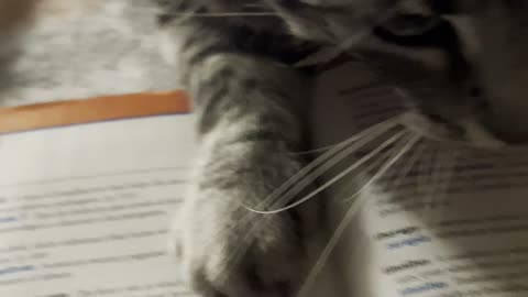 Can I do my homework￼