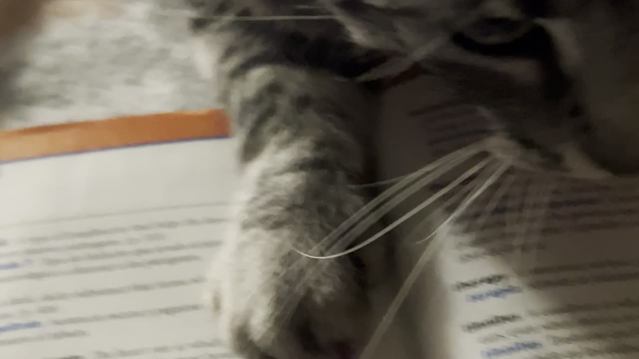 Can I do my homework￼