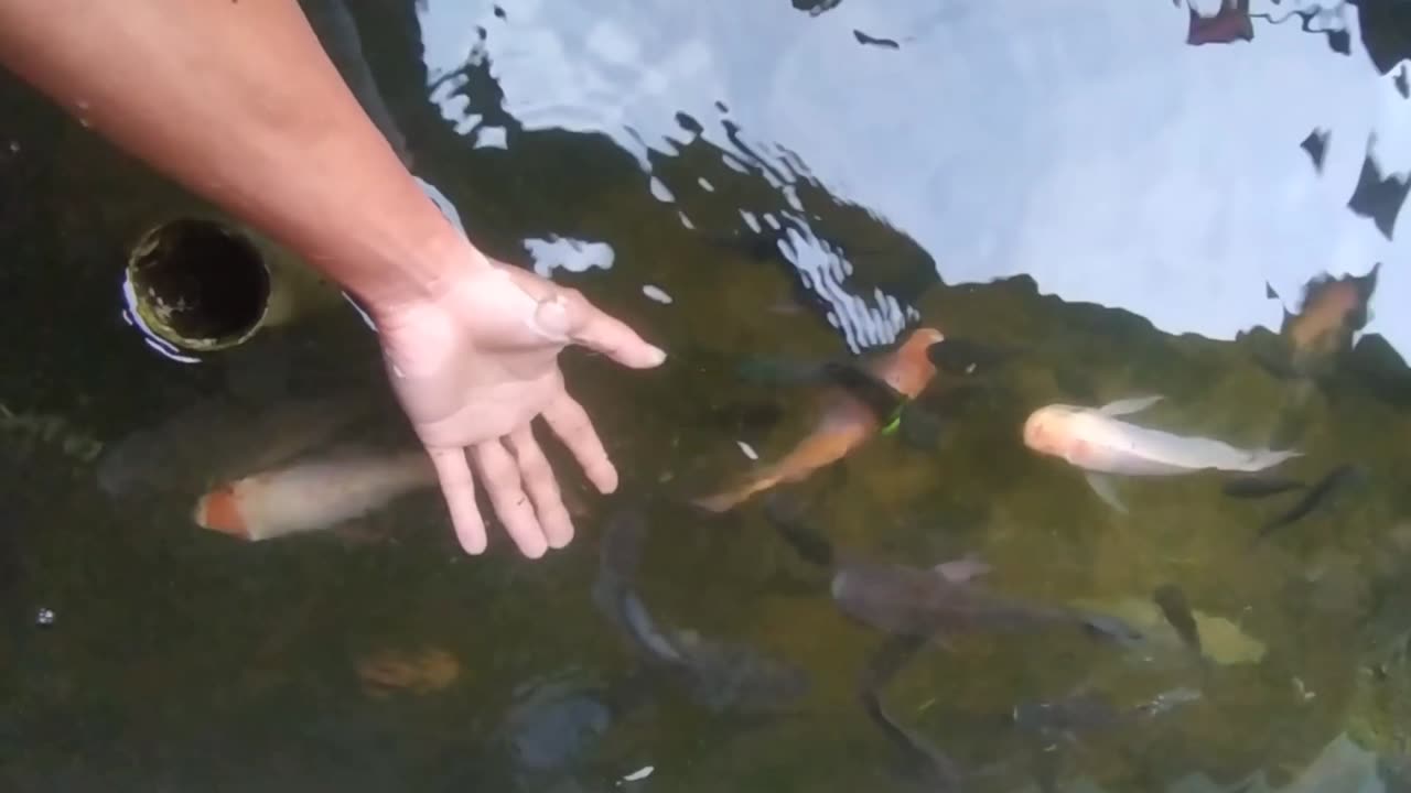 Cute Tilapia Fish