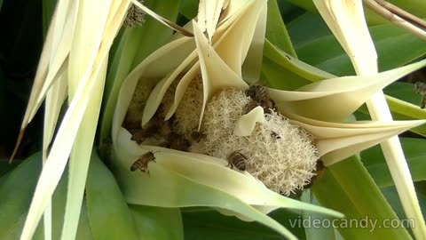 BEES INSECT ANIMAL