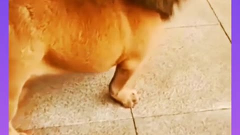 dog funny videos | try not laugh