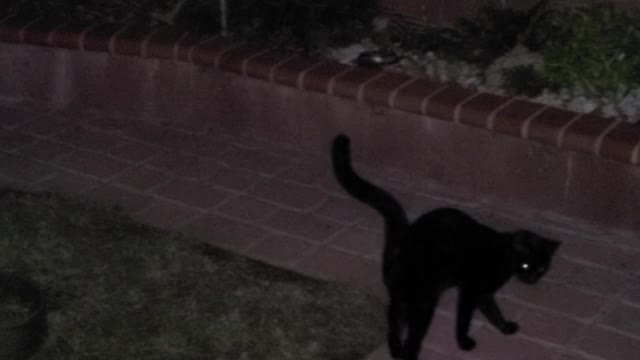 Ufo and blk cats