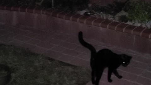 Ufo and blk cats