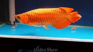 Big beautiful super red arowana West Kalimantan