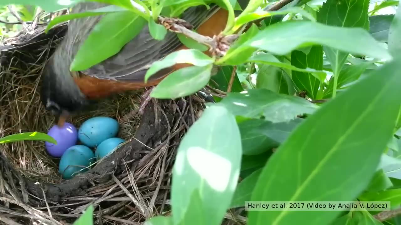 Eggs by American Robin