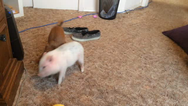 Chihuahua and Mini Pig have epic wrestling battle