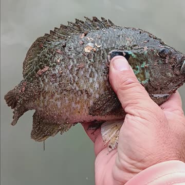 Hybrid bluegill.
