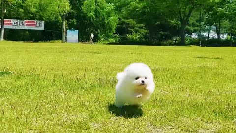 Teacup white pomeranian