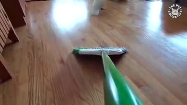 Funny videos for birds