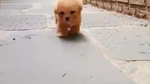 ADORABLE: Is this a puppy or a walking teddy bear?