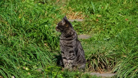 Wild and Free: A Stunning Portrait of a Majestic Cat Roaming Through the Wilderness