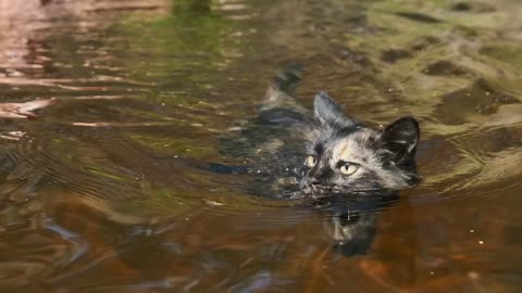 Black cat swimming in a river