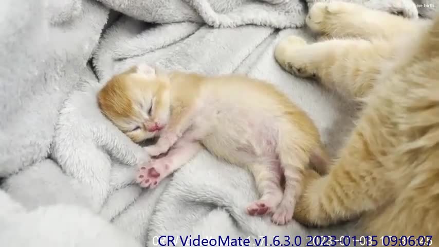 Mom cat gently wakes up a newborn kitten to feed him