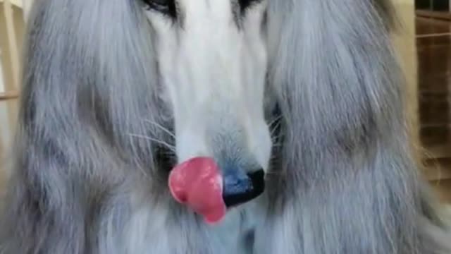 What would you do if your dog had hair like this?