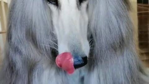 What would you do if your dog had hair like this?