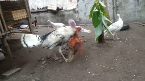 Turkey attack aseel rooster/part 1