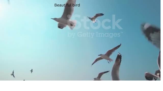 Bird flying