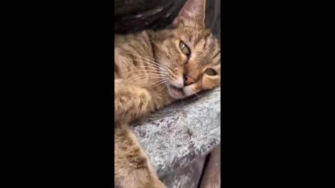 Funny Cats Compilation