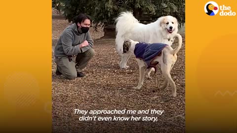 Giant Dog Who Lived In A Crate For 6 Years Freaks Out Over Her First Cheeseburger | The Dodo