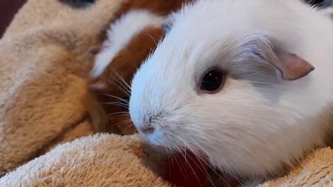 Guinea Pig Eats_ Watermelon