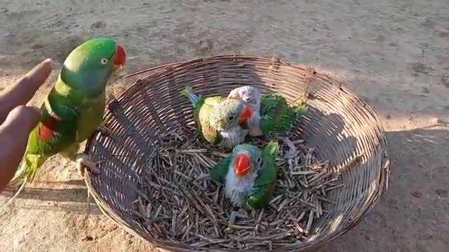 Funny Parrots Videos Compilation cute moment of the animals 🦜🦜🦜 Cutest Parrots