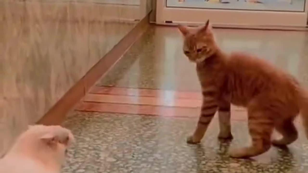 Funny cat animals videos