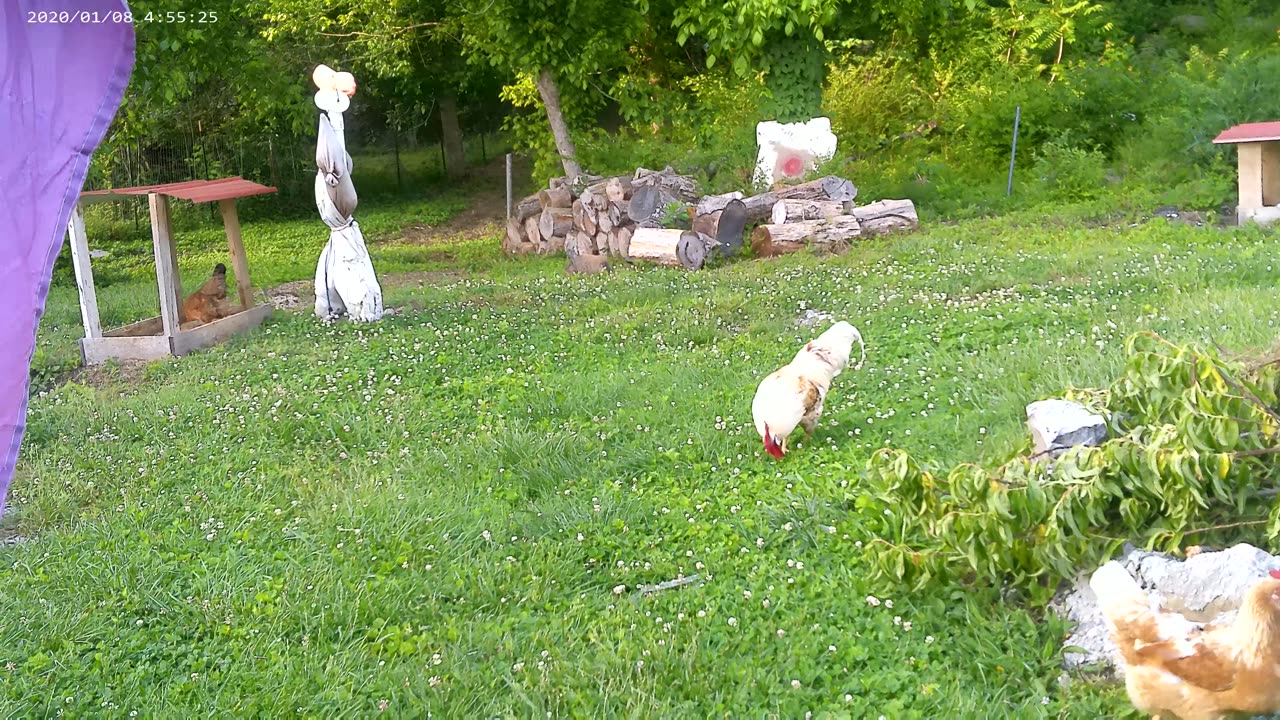 ground hog in the back with chickens 1