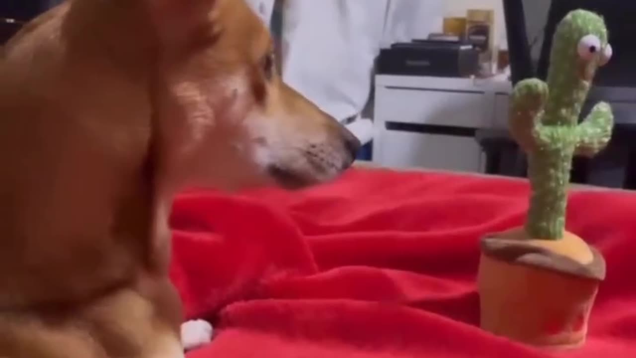 Dog funny video😂😂😂😂