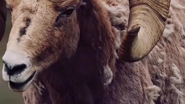 The giant horn of an argali