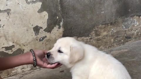 Beautiful puppies dog dancing with your owner.😲😲