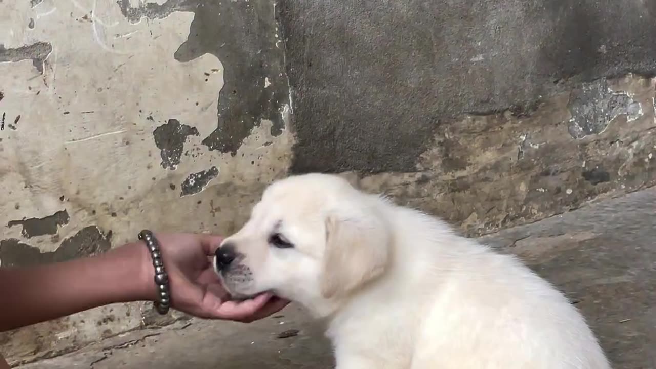 Beautiful puppies dog dancing with your owner.😲😲