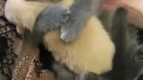 Cat love with child