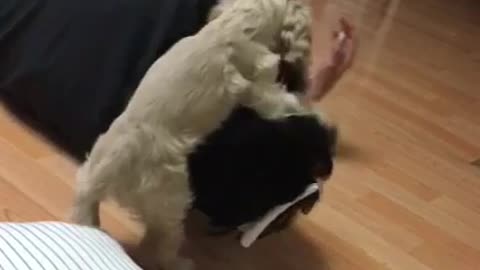 puppies play pranks