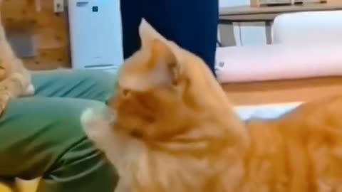 Funny cat videos 2023