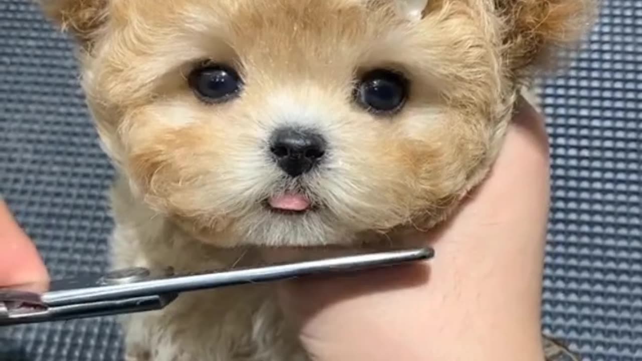 Funny hairy puppy