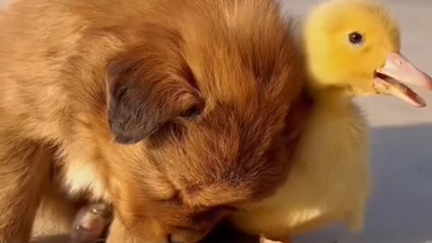 Sleepy dog and his duck friend