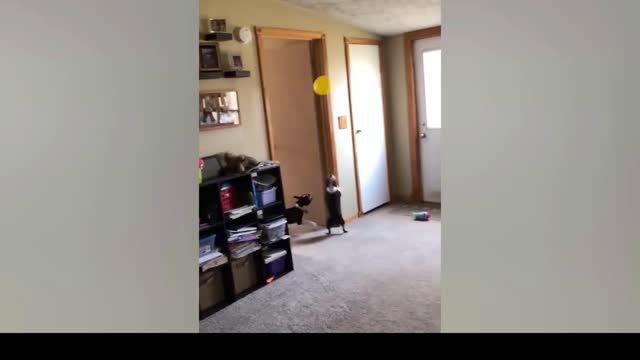 Funniest Animals Video Best Funny Animal Videos Funny dog video