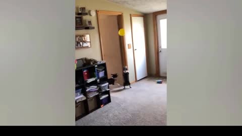 Funniest Animals Video Best Funny Animal Videos Funny dog video