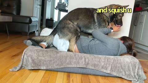 Funny Human Stealing Dogs Bed