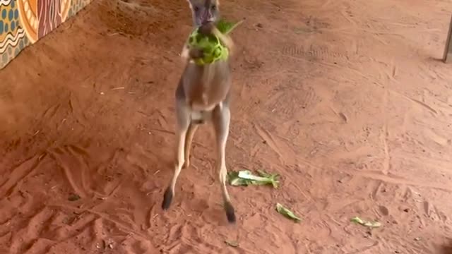 Typhoon the baby kangaroo has been particularly feisty lately 😂