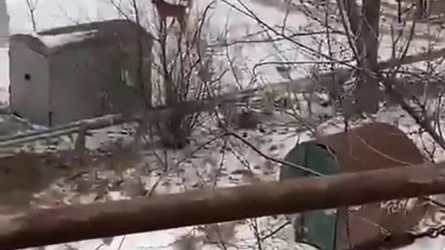 In Russia, a pack of dogs attack people! There are fatalities.