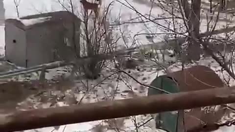 In Russia, a pack of dogs attack people! There are fatalities.