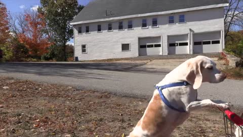 Dog Takes Dog to Vote in Shopping Cart: Funny Dogs Maymo & Penny Shopping Cart Voting Adventure