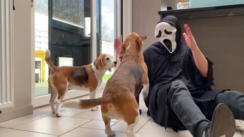 DOGS vs GHOSTFACE Scream PRANK ： Funny Beagle Dog Reactions_p5