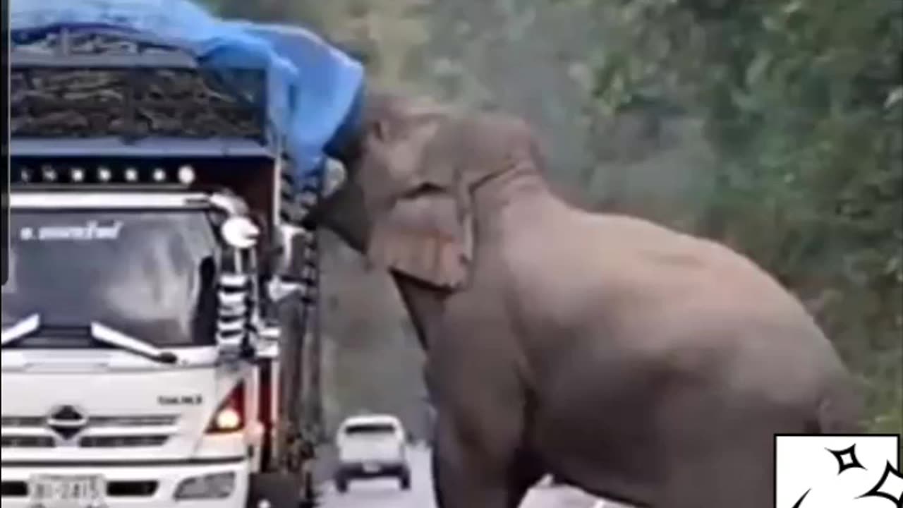 The Elephant Stops Two Trucks to Get Food