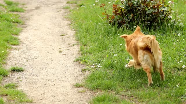 Cute dog playing outdoors