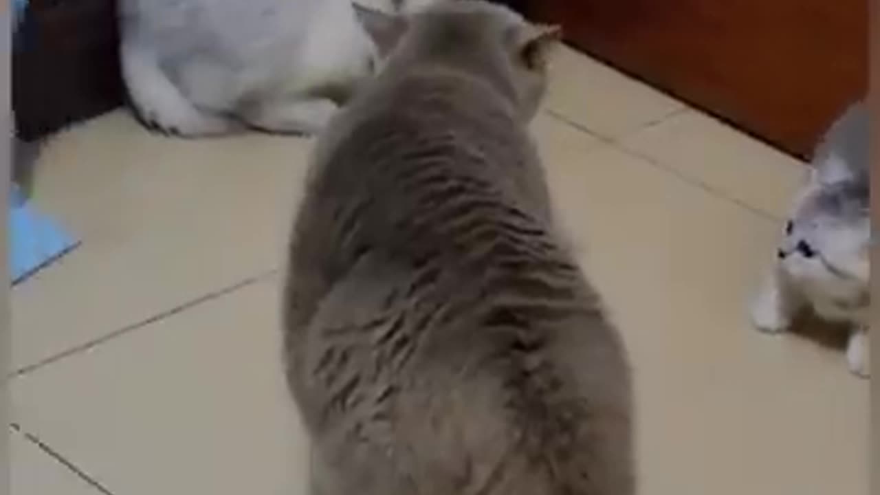 FUNNY CATS FIGHTING