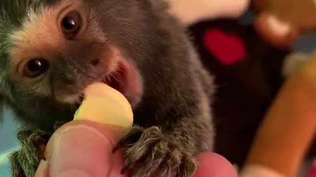 Tiny monkey eating yogurt bites