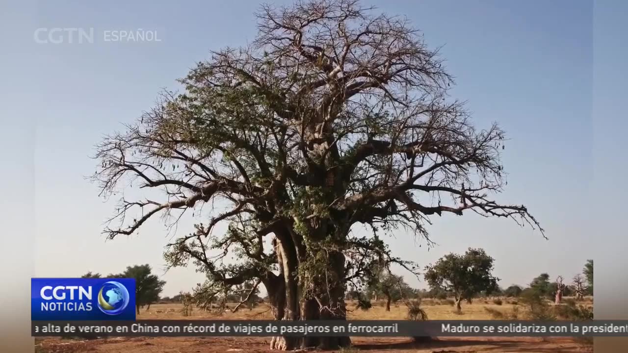 Exóticas plantas africanas para demostrar los buenos deseos hacia el pueblo chino