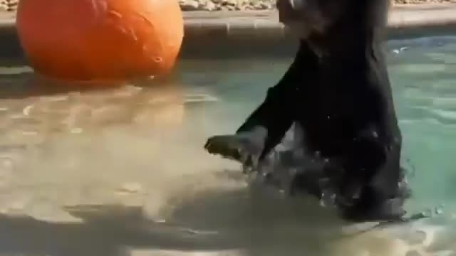 Bear cub playing with a big ball!